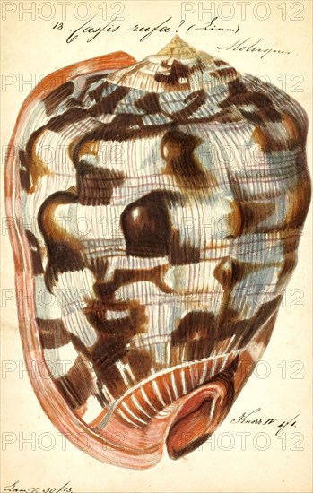 Cassis rufa, Print, Cypraecassis rufa is a species of large sea snail, a marine gastropod mollusc in the family Cassidae. It is commonly known as the bullmouth shell or red helmet shell, and also as the cameo shell.
University of Amsterdam
