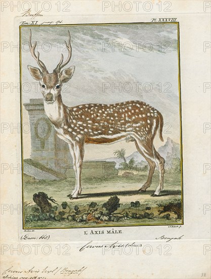 Cervus axis, Print, Chital, 1700-1880
University of Amsterdam