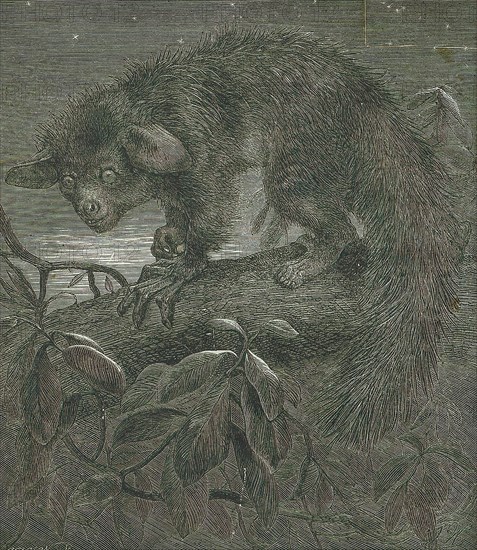 Cheiromys madagascariensis, Print, Aye-aye, The aye-aye (Daubentonia madagascariensis) is a long-fingered lemur, a strepsirrhine primate native to Madagascar that combines rodent-like teeth that perpetually grow and a special thin middle finger., 1862
University of Amsterdam