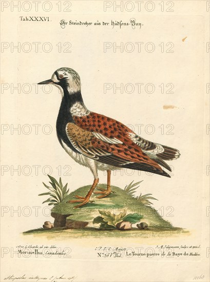 Cinclus interpres, Print, Dipper, 1700-1880
University of Amsterdam