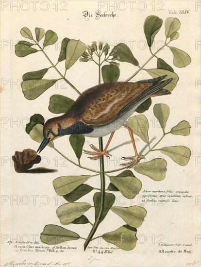 Cinclus interpres, Print, Dipper, 1700-1880
University of Amsterdam