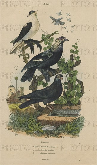 Columba livia, Print, The rock dove, rock pigeon, or common pigeon is a member of the bird family Columbidae (doves and pigeons). In common usage, this bird is often simply referred to as the "pigeon"., 1838
University of Amsterdam