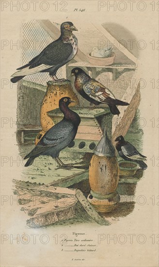 Columba livia, Print, The rock dove, rock pigeon, or common pigeon is a member of the bird family Columbidae (doves and pigeons). In common usage, this bird is often simply referred to as the "pigeon"., 1838
University of Amsterdam