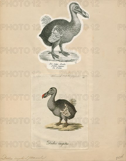 Didus ineptus, Print, The dodo (Raphus cucullatus) is an extinct flightless bird that was endemic to the island of Mauritius, east of Madagascar in the Indian Ocean. The dodo's closest genetic relative was the also-extinct Rodrigues solitaire, the two forming the subfamily Raphinae of the family of pigeons and doves. The closest living relative of the dodo is the Nicobar pigeon. A white dodo was once thought to have existed on the nearby island of Réunion, but this is now thought to have been confusion based on the Réunion ibis and paintings of white dodos., 1700-1880
University of Amsterdam
