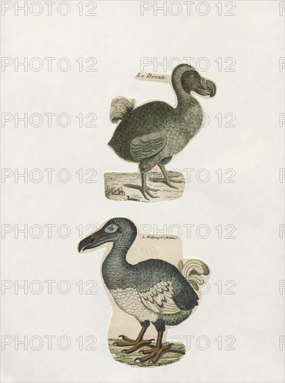 Didus ineptus, Print, The dodo (Raphus cucullatus) is an extinct flightless bird that was endemic to the island of Mauritius, east of Madagascar in the Indian Ocean. The dodo's closest genetic relative was the also-extinct Rodrigues solitaire, the two forming the subfamily Raphinae of the family of pigeons and doves. The closest living relative of the dodo is the Nicobar pigeon. A white dodo was once thought to have existed on the nearby island of Réunion, but this is now thought to have been confusion based on the Réunion ibis and paintings of white dodos., 1700-1880
University of Amsterdam