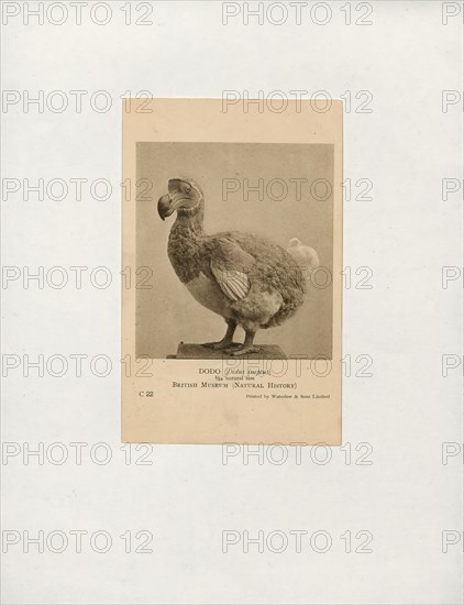 Didus ineptus, Print, The dodo (Raphus cucullatus) is an extinct flightless bird that was endemic to the island of Mauritius, east of Madagascar in the Indian Ocean. The dodo's closest genetic relative was the also-extinct Rodrigues solitaire, the two forming the subfamily Raphinae of the family of pigeons and doves. The closest living relative of the dodo is the Nicobar pigeon. A white dodo was once thought to have existed on the nearby island of Réunion, but this is now thought to have been confusion based on the Réunion ibis and paintings of white dodos., 1700-1880
University of Amsterdam