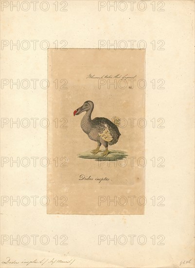 Didus ineptus, Print, The dodo (Raphus cucullatus) is an extinct flightless bird that was endemic to the island of Mauritius, east of Madagascar in the Indian Ocean. The dodo's closest genetic relative was the also-extinct Rodrigues solitaire, the two forming the subfamily Raphinae of the family of pigeons and doves. The closest living relative of the dodo is the Nicobar pigeon. A white dodo was once thought to have existed on the nearby island of Réunion, but this is now thought to have been confusion based on the Réunion ibis and paintings of white dodos., 1810
University of Amsterdam