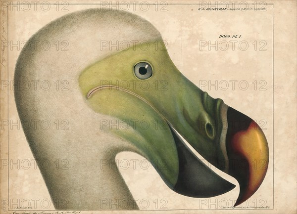 Didus ineptus, Print, The dodo (Raphus cucullatus) is an extinct flightless bird that was endemic to the island of Mauritius, east of Madagascar in the Indian Ocean. The dodo's closest genetic relative was the also-extinct Rodrigues solitaire, the two forming the subfamily Raphinae of the family of pigeons and doves. The closest living relative of the dodo is the Nicobar pigeon. A white dodo was once thought to have existed on the nearby island of Réunion, but this is now thought to have been confusion based on the Réunion ibis and paintings of white dodos., 1835
University of Amsterdam