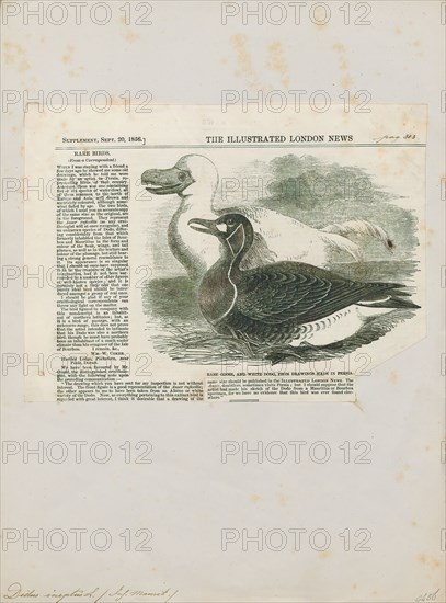 Didus ineptus, Print, The dodo (Raphus cucullatus) is an extinct flightless bird that was endemic to the island of Mauritius, east of Madagascar in the Indian Ocean. The dodo's closest genetic relative was the also-extinct Rodrigues solitaire, the two forming the subfamily Raphinae of the family of pigeons and doves. The closest living relative of the dodo is the Nicobar pigeon. A white dodo was once thought to have existed on the nearby island of Réunion, but this is now thought to have been confusion based on the Réunion ibis and paintings of white dodos., 1856
University of Amsterdam