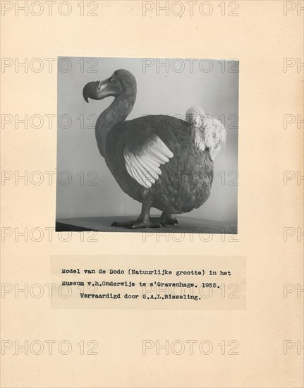 Didus ineptus, Print, The dodo (Raphus cucullatus) is an extinct flightless bird that was endemic to the island of Mauritius, east of Madagascar in the Indian Ocean. The dodo's closest genetic relative was the also-extinct Rodrigues solitaire, the two forming the subfamily Raphinae of the family of pigeons and doves. The closest living relative of the dodo is the Nicobar pigeon. A white dodo was once thought to have existed on the nearby island of Réunion, but this is now thought to have been confusion based on the Réunion ibis and paintings of white dodos.
University of Amsterdam