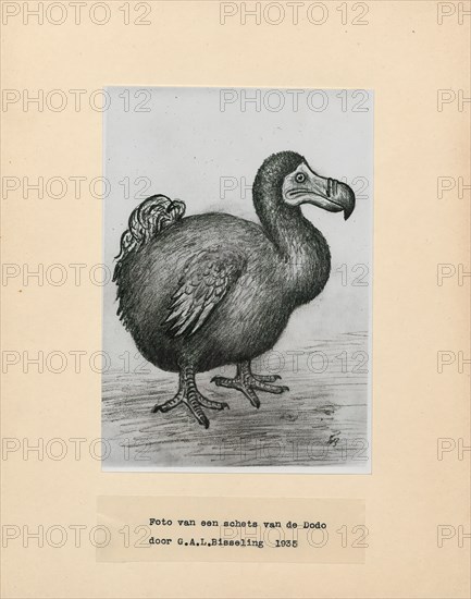 Didus ineptus, Print, The dodo (Raphus cucullatus) is an extinct flightless bird that was endemic to the island of Mauritius, east of Madagascar in the Indian Ocean. The dodo's closest genetic relative was the also-extinct Rodrigues solitaire, the two forming the subfamily Raphinae of the family of pigeons and doves. The closest living relative of the dodo is the Nicobar pigeon. A white dodo was once thought to have existed on the nearby island of Réunion, but this is now thought to have been confusion based on the Réunion ibis and paintings of white dodos.
University of Amsterdam