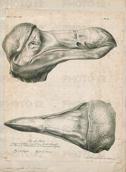 Didus ineptus, Print, The dodo (Raphus cucullatus) is an extinct flightless bird that was endemic to the island of Mauritius, east of Madagascar in the Indian Ocean. The dodo's closest genetic relative was the also-extinct Rodrigues solitaire, the two forming the subfamily Raphinae of the family of pigeons and doves. The closest living relative of the dodo is the Nicobar pigeon. A white dodo was once thought to have existed on the nearby island of Réunion, but this is now thought to have been confusion based on the Réunion ibis and paintings of white dodos., skull
University of Amsterdam