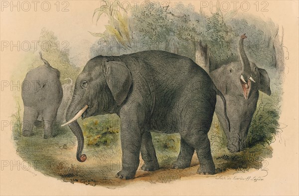 Elephas africanus, Print, The African bush elephant (Loxodonta africana), also known as the African savanna elephant, is the largest living terrestrial animal with bulls reaching a shoulder height of up to 3.96 m (13.0 ft). Both sexes have tusks, which erupt when they are 1–3 years old and grow throughout life., 1700-1880
University of Amsterdam