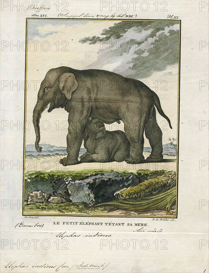 Elephas indicus, Print, Elephas is one of two surviving genera in the family of elephants, Elephantidae, with one surviving species, the Asian elephant, Elephas maximus., 1700-1880
University of Amsterdam