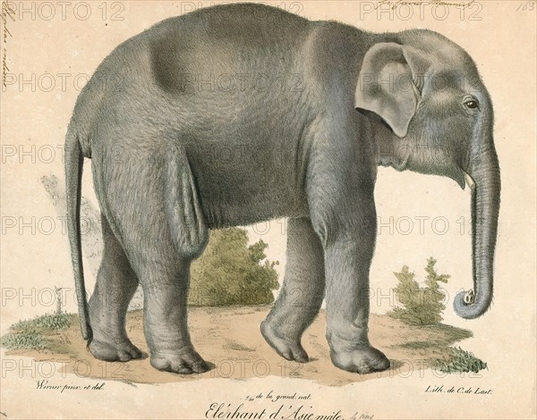 Elephas indicus, Print, Elephas is one of two surviving genera in the family of elephants, Elephantidae, with one surviving species, the Asian elephant, Elephas maximus., 1700-1880
University of Amsterdam