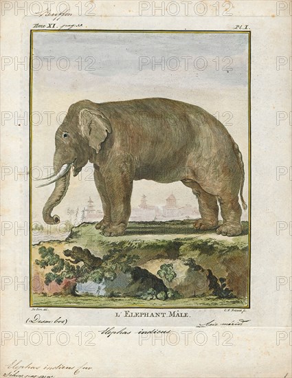 Elephas indicus, Print, Elephas is one of two surviving genera in the family of elephants, Elephantidae, with one surviving species, the Asian elephant, Elephas maximus., 1700-1880
University of Amsterdam