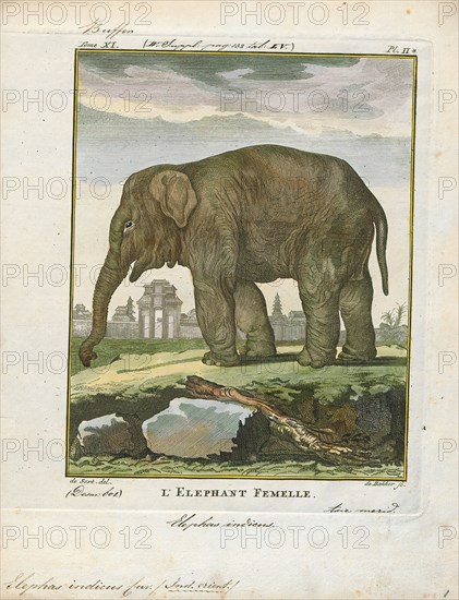 Elephas indicus, Print, Elephas is one of two surviving genera in the family of elephants, Elephantidae, with one surviving species, the Asian elephant, Elephas maximus., 1700-1880
University of Amsterdam
