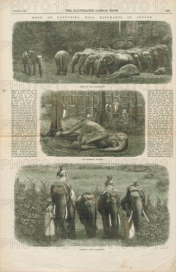Elephas indicus, Print, Elephas is one of two surviving genera in the family of elephants, Elephantidae, with one surviving species, the Asian elephant, Elephas maximus., 1864
University of Amsterdam
