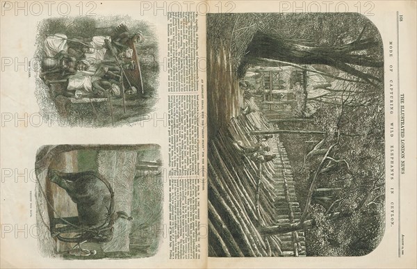 Elephas indicus, Print, Elephas is one of two surviving genera in the family of elephants, Elephantidae, with one surviving species, the Asian elephant, Elephas maximus., 1864
University of Amsterdam