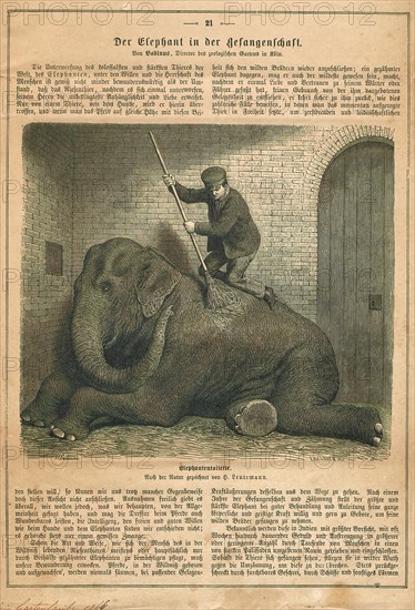 Elephas indicus, Print, Elephas is one of two surviving genera in the family of elephants, Elephantidae, with one surviving species, the Asian elephant, Elephas maximus., 1866
University of Amsterdam