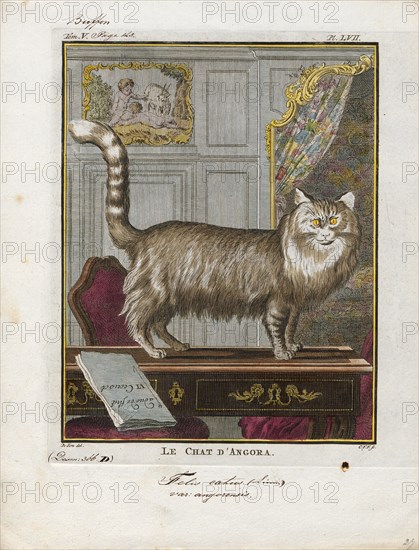 Felis catus var. angorensis, Print, Felis is a genus of small and medium-sized cat Felinae species native to most of Africa and south of 60° latitude in Europe and Asia to Indochina. The genus includes the domestic cat. The smallest Felis species is the black-footed cat with a head and body length from 38 to 42 cm (15 to 17 in). The largest is the jungle cat with a head and body length from 62 to 76 cm (24 to 30 in)., 1700-1880
University of Amsterdam