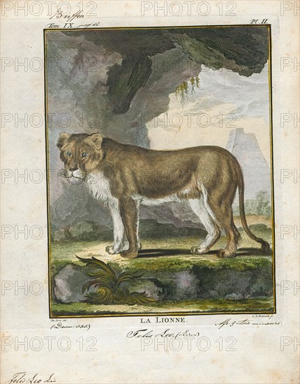 Felis leo, Print, The lion (Panthera leo) is a species in the family Felidae; it is a muscular, deep-chested cat with a short, rounded head, a reduced neck and round ears, and a hairy tuft at the end of its tail. It is sexually dimorphic; male lions have a prominent mane, which is the most recognisable feature of the species. With a typical head-to-body length of 184–208 cm (72–82 in) they are larger than females at 160–184 cm (63–72 in). It is a social species, forming groups called prides. A lion pride consists of a few adult males, related females and cubs. Groups of female lions usually hunt together, preying mostly on large ungulates. The lion is an apex and keystone predator, although some lions scavenge when opportunities occur and have been known to hunt humans, although the species typically does not., 1700-1880
University of Amsterdam