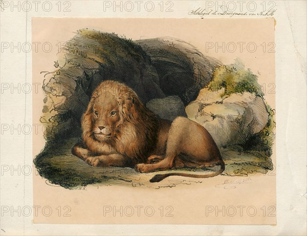 Felis leo, Print, The lion (Panthera leo) is a species in the family Felidae; it is a muscular, deep-chested cat with a short, rounded head, a reduced neck and round ears, and a hairy tuft at the end of its tail. It is sexually dimorphic; male lions have a prominent mane, which is the most recognisable feature of the species. With a typical head-to-body length of 184–208 cm (72–82 in) they are larger than females at 160–184 cm (63–72 in). It is a social species, forming groups called prides. A lion pride consists of a few adult males, related females and cubs. Groups of female lions usually hunt together, preying mostly on large ungulates. The lion is an apex and keystone predator, although some lions scavenge when opportunities occur and have been known to hunt humans, although the species typically does not., 1842-1849
University of Amsterdam