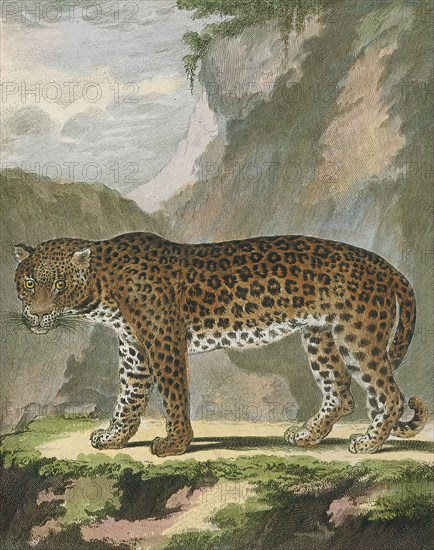 Felis pardus, Print, The leopard (Panthera pardus) is one of the five extant species in the genus Panthera, a member of the Felidae. It occurs in a wide range in sub-Saharan Africa, in small parts of Western and Central Asia, on the Indian subcontinent to Southeast and East Asia. It is listed as Vulnerable on the IUCN Red List because leopard populations are threatened by habitat loss and fragmentation, and are declining in large parts of the global range. In Hong Kong, Singapore, Kuwait, Syria, Libya, Tunisia and most likely in Morocco, leopard populations have already been extirpated. Contemporary records suggest that the leopard occurs in only 25% of its historical global range. Leopards are hunted illegally, and their body parts are smuggled in the wildlife trade for medicinal practices and decoration., 1700-1880
University of Amsterdam