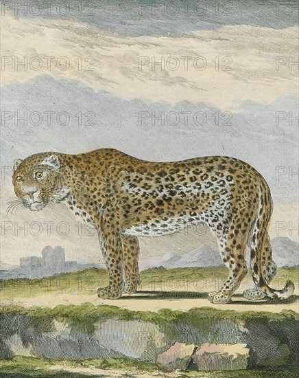 Felis pardus, Print, The leopard (Panthera pardus) is one of the five extant species in the genus Panthera, a member of the Felidae. It occurs in a wide range in sub-Saharan Africa, in small parts of Western and Central Asia, on the Indian subcontinent to Southeast and East Asia. It is listed as Vulnerable on the IUCN Red List because leopard populations are threatened by habitat loss and fragmentation, and are declining in large parts of the global range. In Hong Kong, Singapore, Kuwait, Syria, Libya, Tunisia and most likely in Morocco, leopard populations have already been extirpated. Contemporary records suggest that the leopard occurs in only 25% of its historical global range. Leopards are hunted illegally, and their body parts are smuggled in the wildlife trade for medicinal practices and decoration., 1700-1880
University of Amsterdam