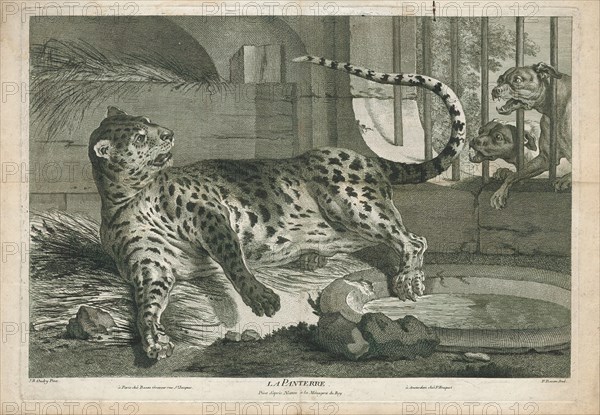 Felis pardus, Print, The leopard (Panthera pardus) is one of the five extant species in the genus Panthera, a member of the Felidae. It occurs in a wide range in sub-Saharan Africa, in small parts of Western and Central Asia, on the Indian subcontinent to Southeast and East Asia. It is listed as Vulnerable on the IUCN Red List because leopard populations are threatened by habitat loss and fragmentation, and are declining in large parts of the global range. In Hong Kong, Singapore, Kuwait, Syria, Libya, Tunisia and most likely in Morocco, leopard populations have already been extirpated. Contemporary records suggest that the leopard occurs in only 25% of its historical global range. Leopards are hunted illegally, and their body parts are smuggled in the wildlife trade for medicinal practices and decoration., 1700-1880
University of Amsterdam
