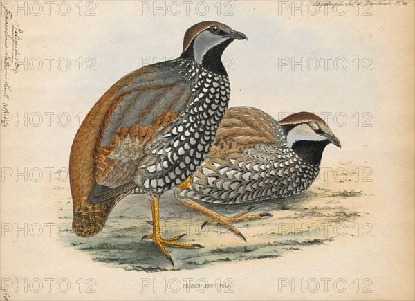 Francolinus lathami, Print, The Latham's francolin or forest francolin (Peliperdix lathami) is a species of bird in the family Phasianidae. It is found in Angola, Cameroon, Central African Republic, Republic of the Congo, Democratic Republic of the Congo, Ivory Coast, Equatorial Guinea, Gabon, Ghana, Guinea, Liberia, Nigeria, Sierra Leone, South Sudan, Tanzania, Togo, and Uganda., 1848
University of Amsterdam