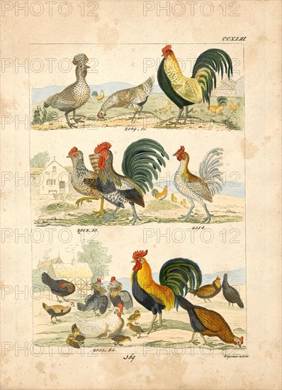 Gallus ferrugineus, Print, 1820-1863
University of Amsterdam