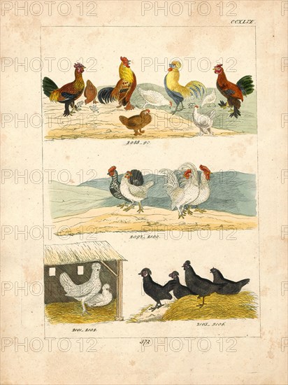 Gallus ferrugineus, Print, 1820-1863
University of Amsterdam