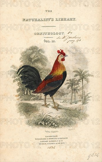 Gallus ferrugineus, Print, 1833-1866
University of Amsterdam