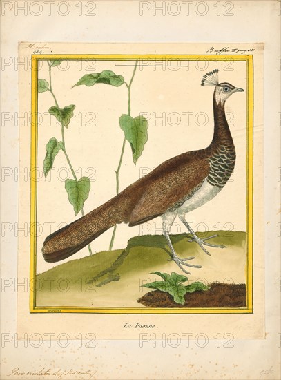 Pavo cristatus, Print, The Indian peafowl or blue peafowl (Pavo cristatus), a large and brightly coloured bird, is a species of peafowl native to the Indian subcontinent, but introduced in many other parts of the world., 1700-1880
University of Amsterdam