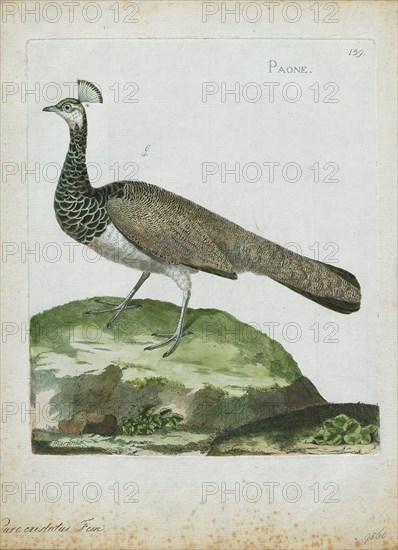 Pavo cristatus, Print, The Indian peafowl or blue peafowl (Pavo cristatus), a large and brightly coloured bird, is a species of peafowl native to the Indian subcontinent, but introduced in many other parts of the world., 1790-1796
University of Amsterdam