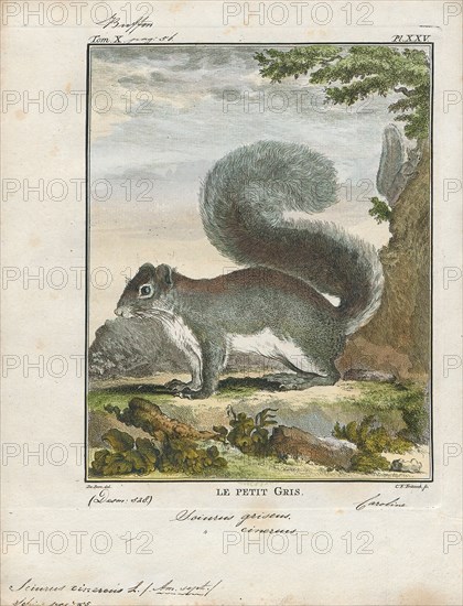Sciurus cinereus, Print, The genus Sciurus contains most of the common, bushy-tailed squirrels in North America, Europe, temperate Asia, Central America and South America., 1700-1880
University of Amsterdam