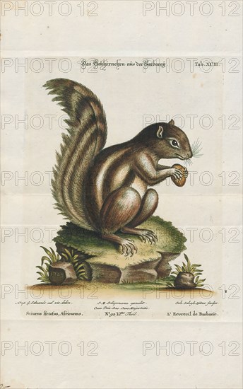 Sciurus getulus, Print, The genus Sciurus contains most of the common, bushy-tailed squirrels in North America, Europe, temperate Asia, Central America and South America.
University of Amsterdam