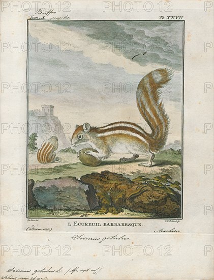 Sciurus getulus, Print, The genus Sciurus contains most of the common, bushy-tailed squirrels in North America, Europe, temperate Asia, Central America and South America., 1700-1880
University of Amsterdam