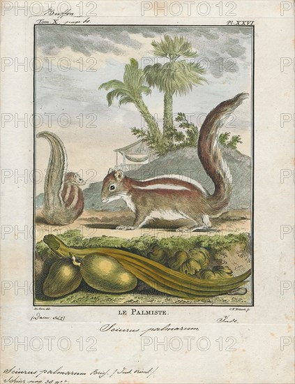 Sciurus palmarum, Print, The genus Sciurus contains most of the common, bushy-tailed squirrels in North America, Europe, temperate Asia, Central America and South America., 1700-1880
University of Amsterdam