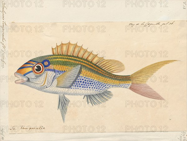 Scolopsis temporalis, Print, Barred face spinecheek, 1825-1839
University of Amsterdam