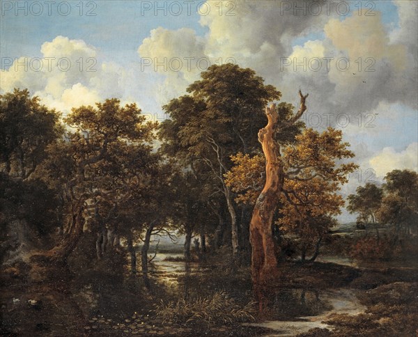 Woody swampy landscape with dead tree, c. 1665, oil on canvas, 59.9 x 74.2 cm, signed lower middle right: vRuisdael [v and R ligated], Jacob Isaacksz. van Ruisdael, Haarlem 1628/29–1682 Amsterdam