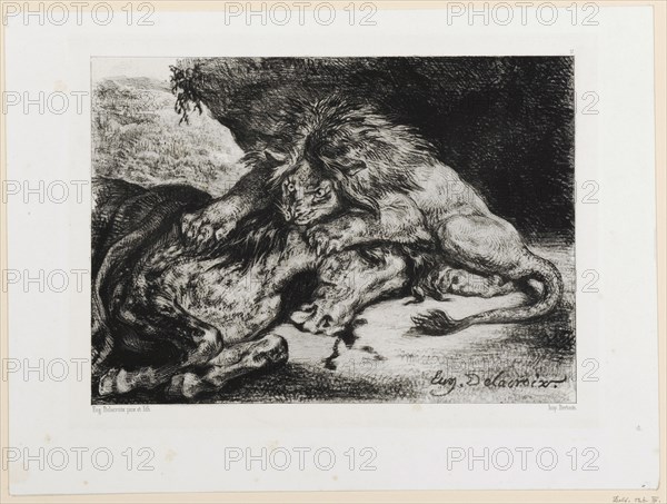 Lion Dvorant un cheval, 1844, chalk lithograph, 4th condition (from 5), sheet: 23.5 x 31.6 cm |, Picture: 16.8 x 23.6 cm, Im Stein u.r., signed: Eug., Delacroix., Eugène Delacroix, Charenton-Saint-Maurice/Val-de-Marne 1798–1863 Champrosay bei Paris