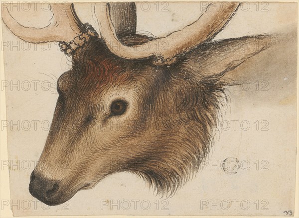 Deer head, brush and feather in black and brew, watercolored, sheet: 9.1 x 12 cm /12.5 cm, not specified, Hans Hug Kluber, Basel 1535/36–1578 Basel
