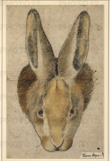 Rabbit from the front, pen in black, black and colored chalks, drawn by pencil, mounted, sheet: 22.3 x 14.2 cm, not marked, Hans Asper, (?), Zürich um 1499–1571 Zürich, Anonym, Schweiz, 16. Jh.