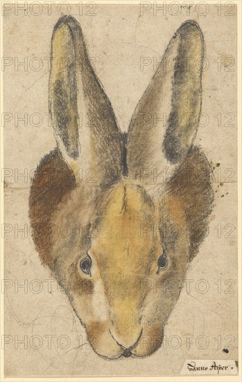 Rabbit from the front, pen in black, black and colored chalks, drawn by pencil, mounted, sheet: 22.3 x 14.2 cm, not marked, Hans Asper, (?), Zürich um 1499–1571 Zürich, Anonym, Schweiz, 16. Jh.