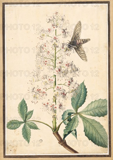 Blossom of a horse-chestnut and moth, watercolor and opaque colors, glued to light brown tinted margin, leaf: 37.7 x 25.7 cm, Maria Sibylla Merian, Frankfurt a. M. 1647–1717 Amsterdam