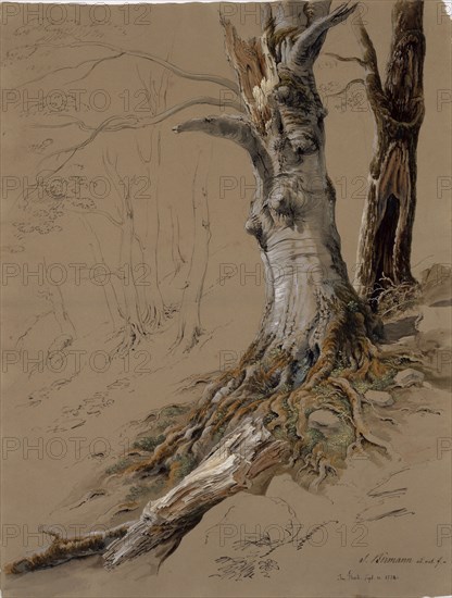 Tree Study (In Flesch), Sept. 20, 1824, pencil, quill, watercolor, cover color, leaf: 59.1 x 44.7 cm, R. u., Signed with pen: S. Birmann ad., nat.f., -, dated below: In Flesch., Sept. 20, 1824, Samuel Birmann, Basel 1793–1847 Basel