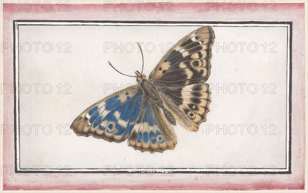 Small Schillerfalter (Apatura ilia), watercolor and opaque colors on paper, sheet: 8.9 x 14.6 cm, Maria Sibylla Merian, Frankfurt a. M. 1647–1717 Amsterdam