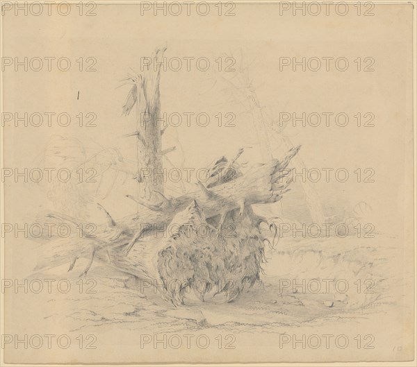 Uprooted and splintered fir trunks, pencil, leaf: 28 x 31.9 cm, unmarked, Johann Jakob (II.) Ulrich, Andelfingen/Zürich 1798–1877 Zürich